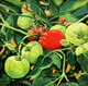 Tomatoes (sold)